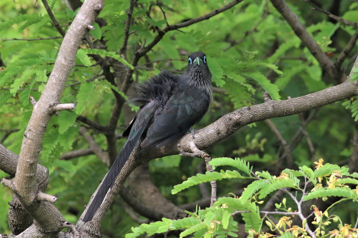 Blue-faced Malkoha - ML637876458