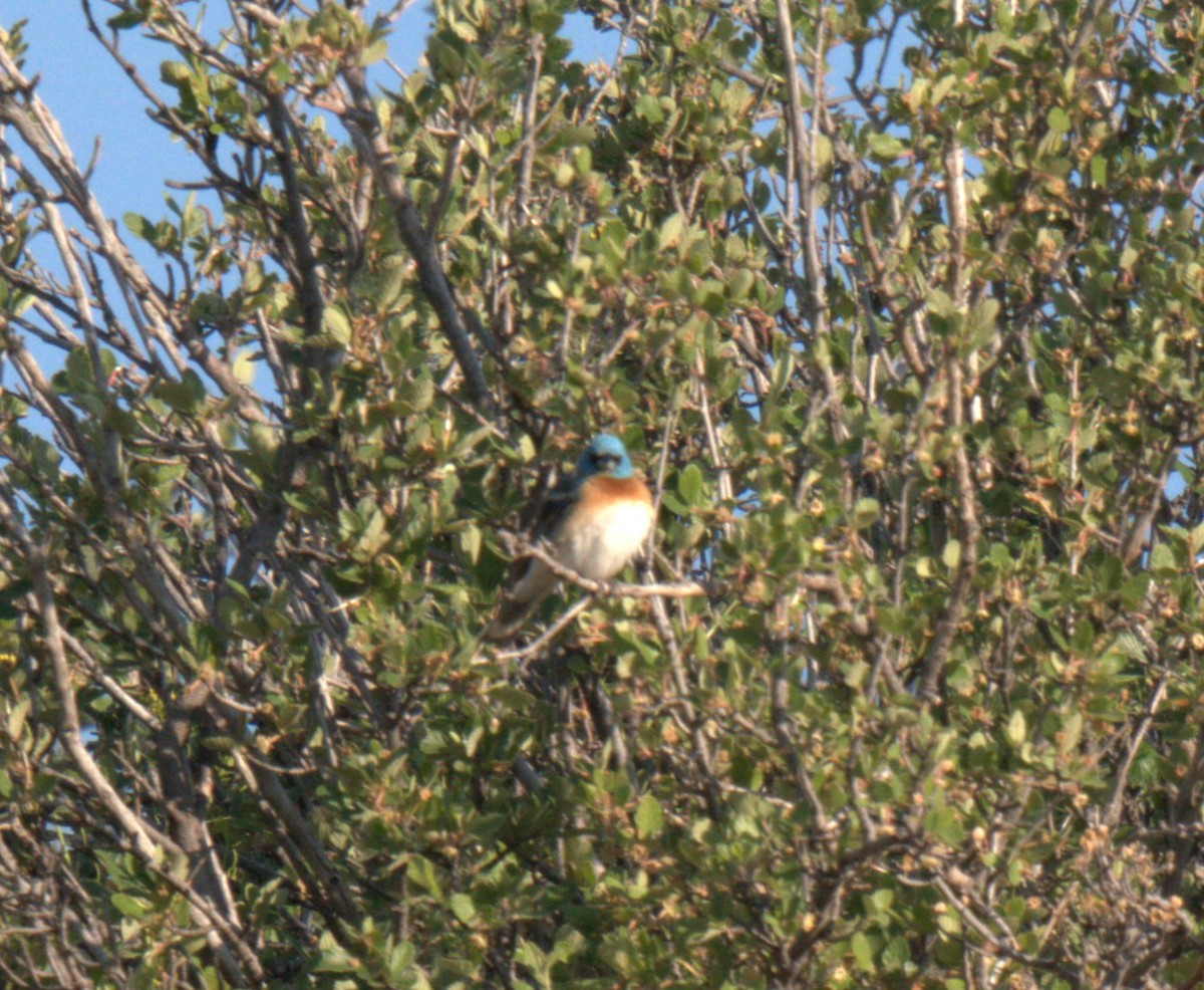 Lazuli Bunting - ML637876472