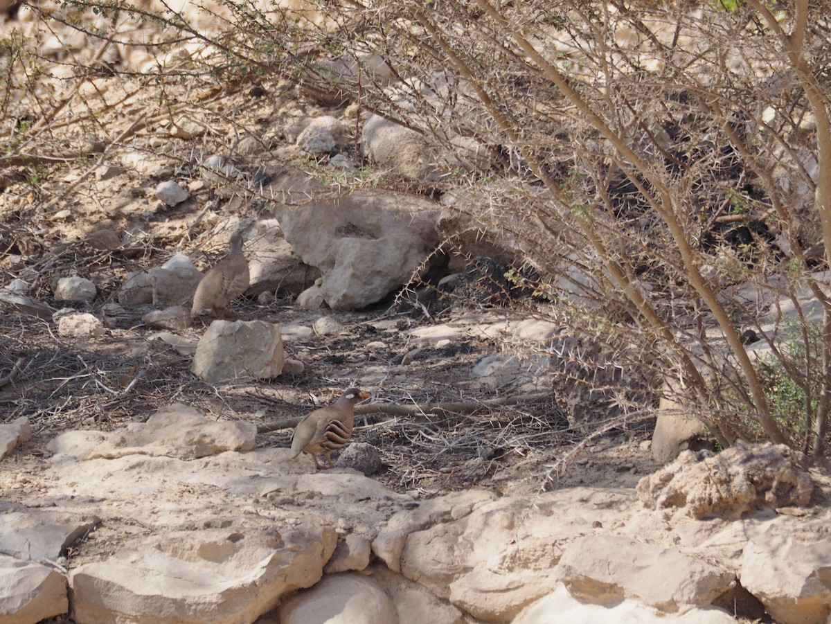 Sand Partridge - ML637876474