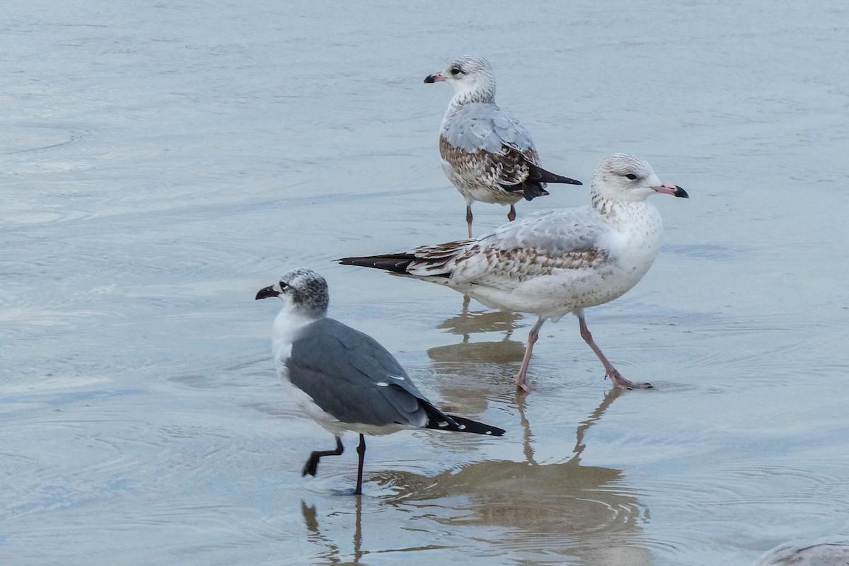 Мартин делаверський - ML637876479