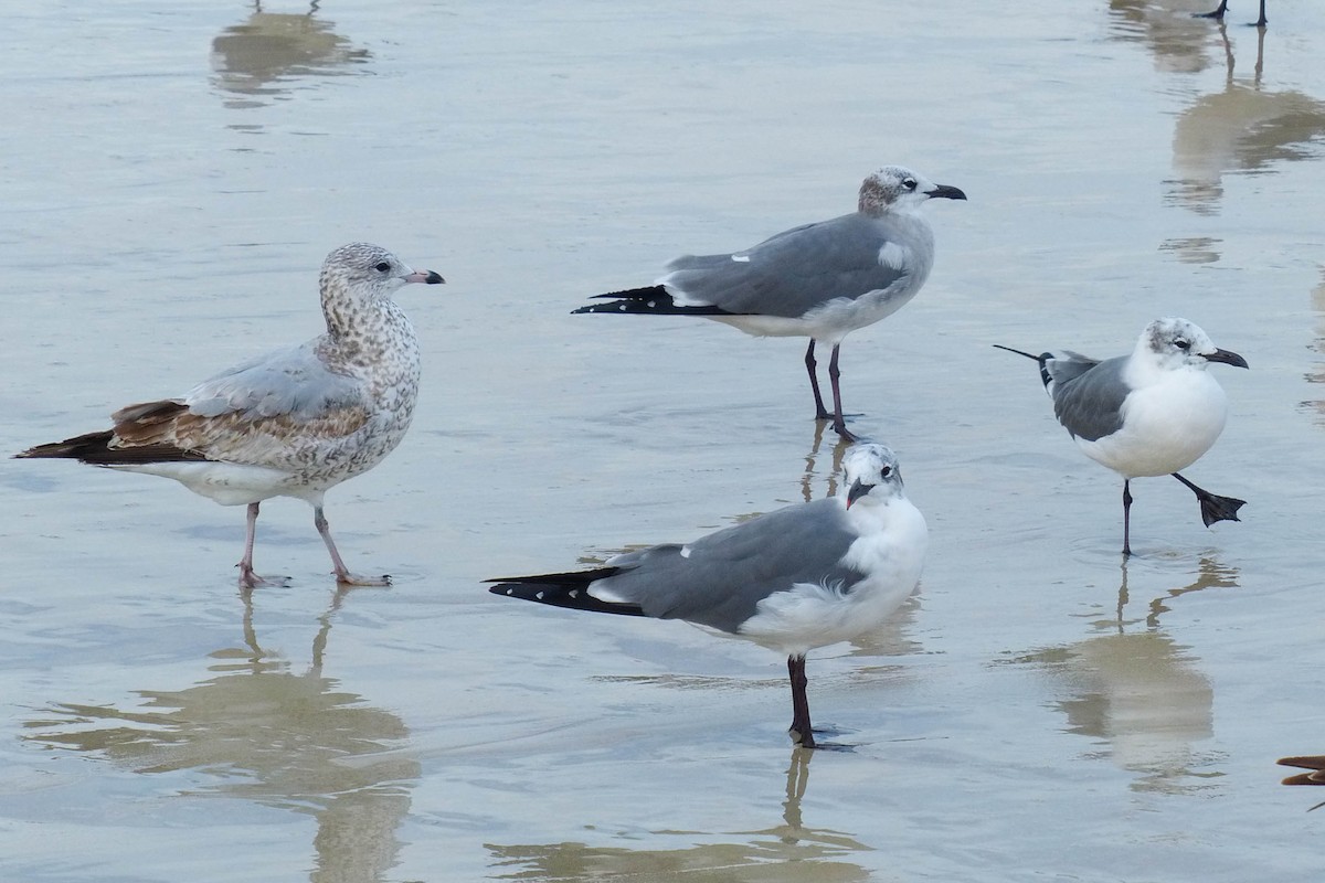 Мартин делаверський - ML637876514