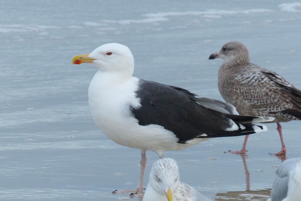 Мартин морський - ML637876531