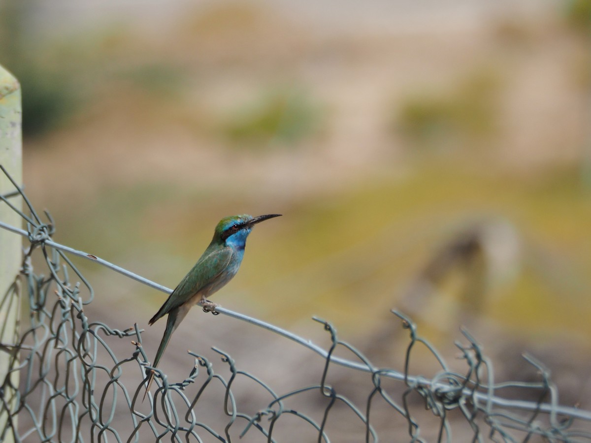 Arabian Green Bee-eater - ML637876574