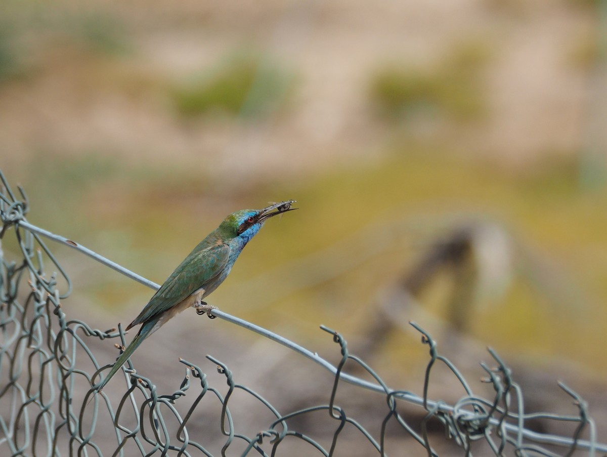 Arabian Green Bee-eater - ML637876575