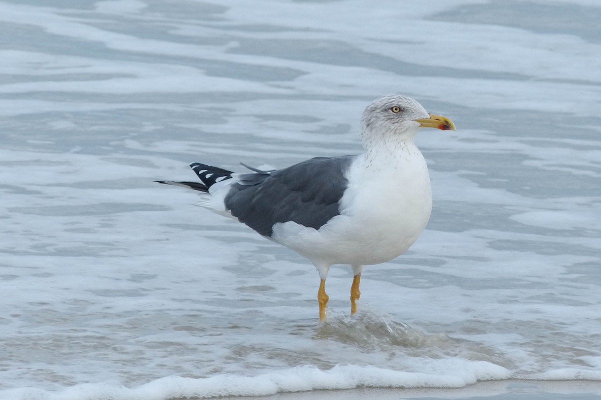 Мартин чорнокрилий - ML637876576