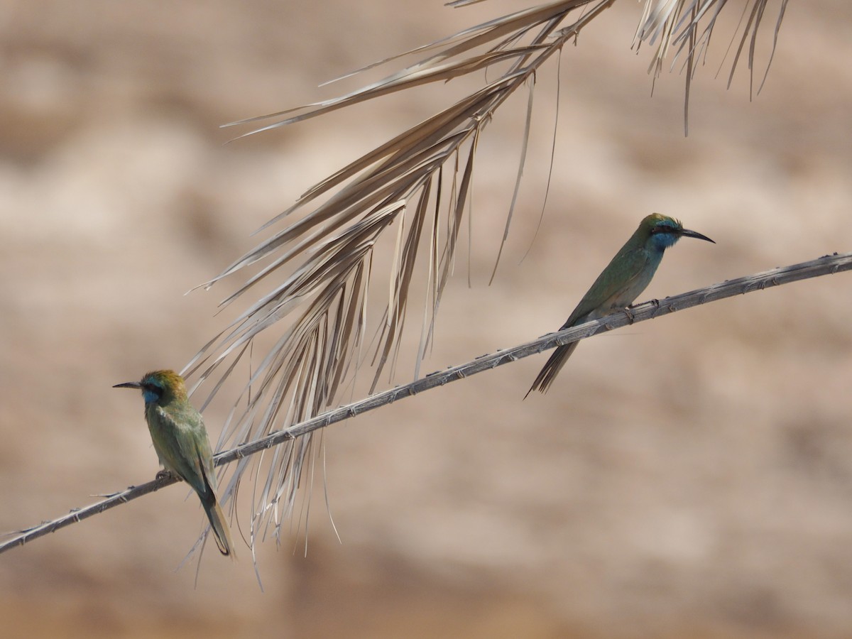 Arabian Green Bee-eater - ML637876578