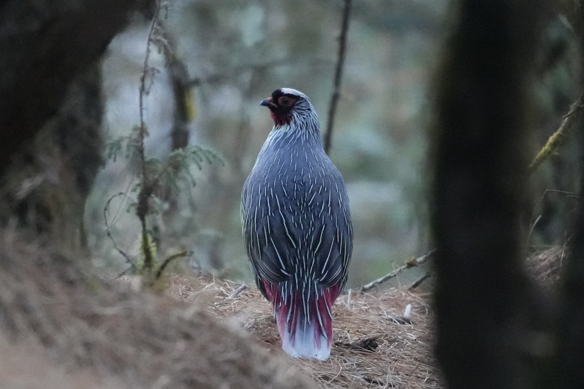 Blood Pheasant - ML637876582