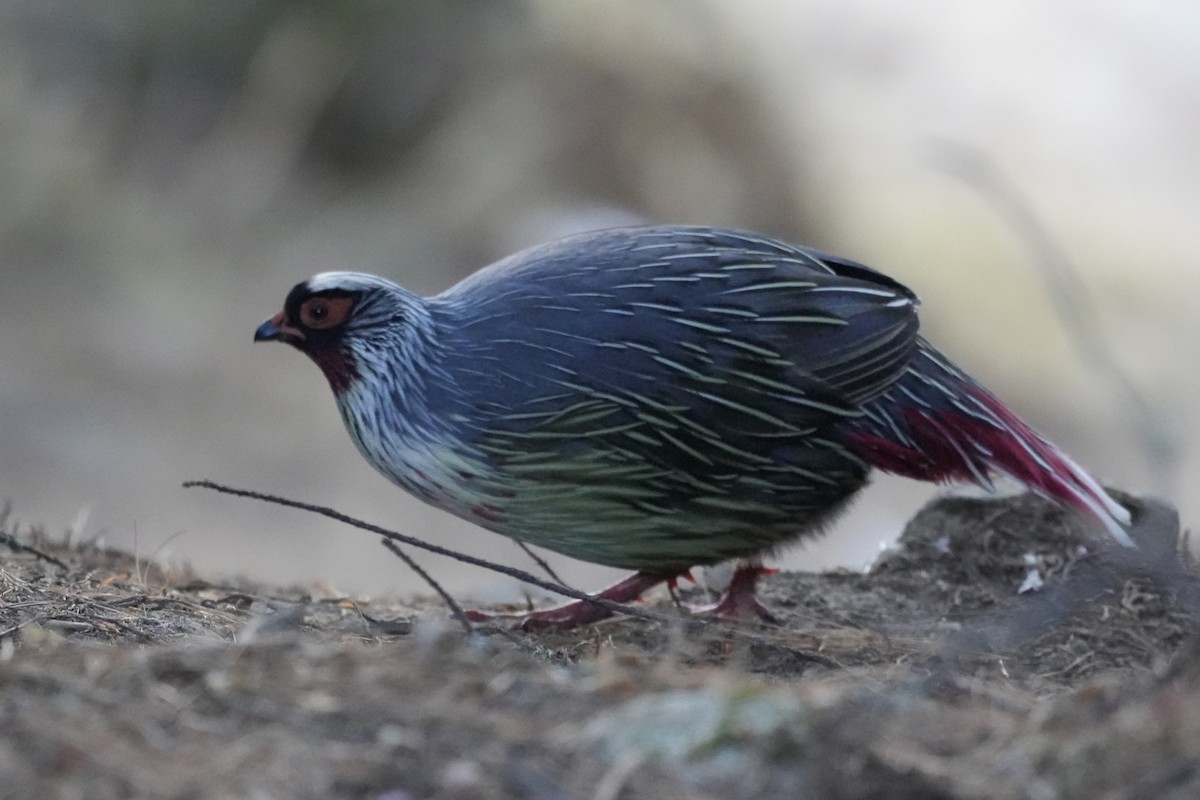 Blood Pheasant - ML637876583