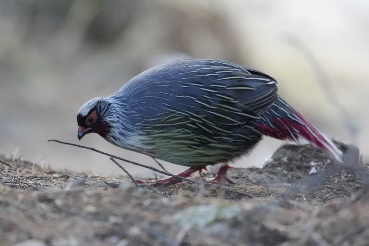 Blood Pheasant - ML637876584