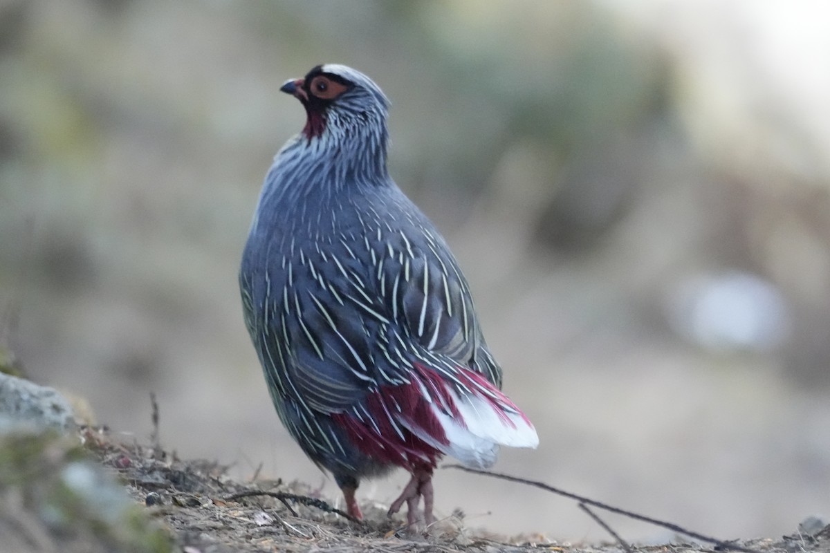 Blood Pheasant - ML637876585