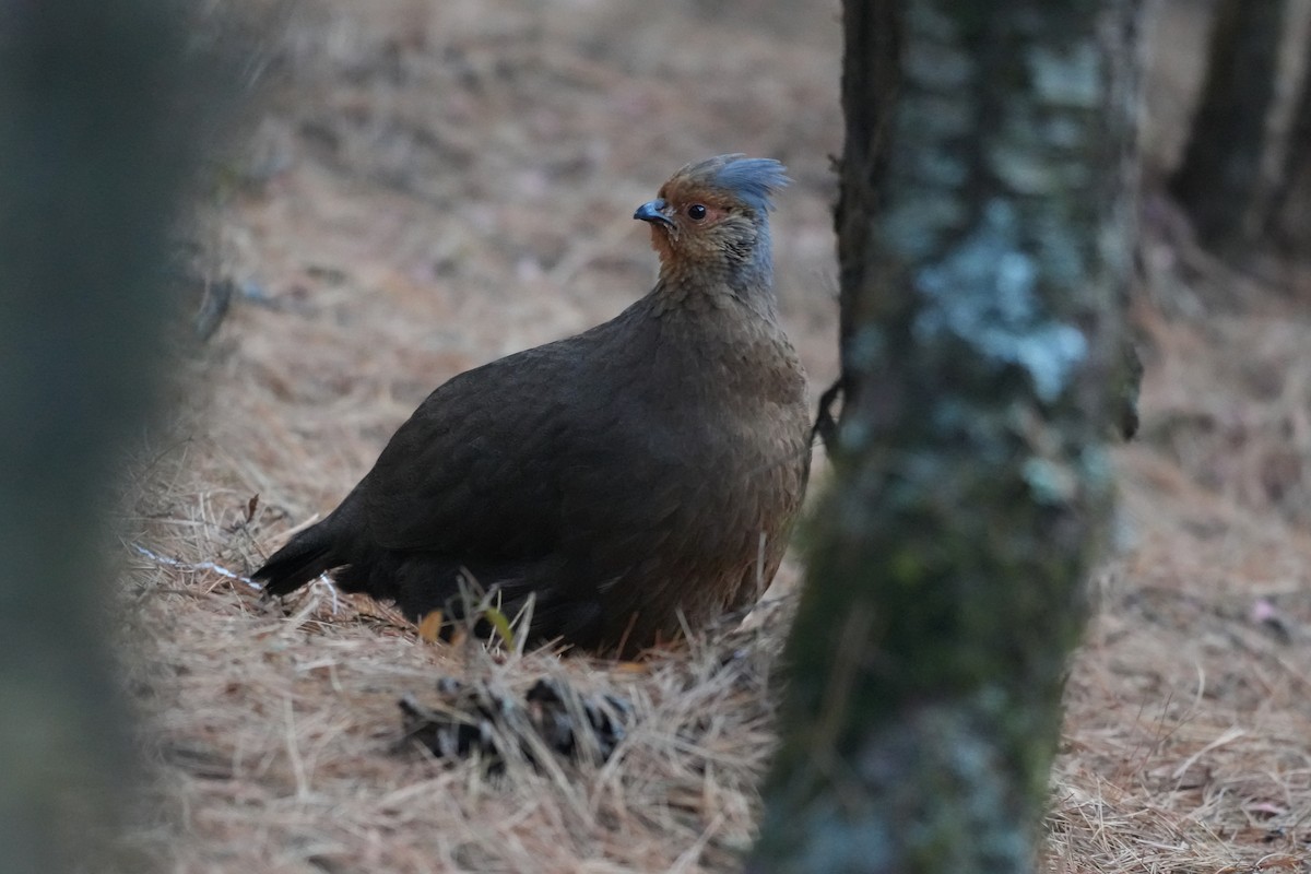 Blood Pheasant - ML637876587