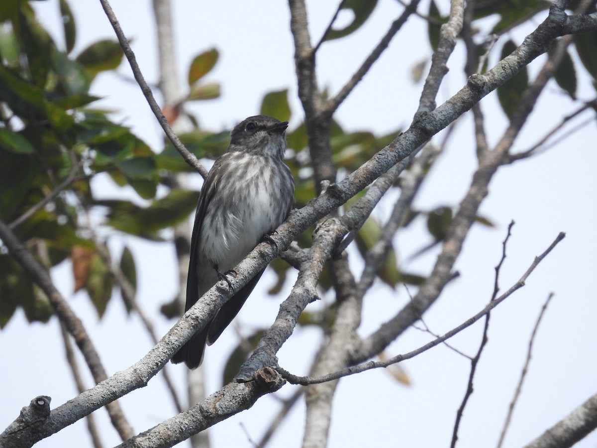 Gray-streaked Flycatcher - ML637876598