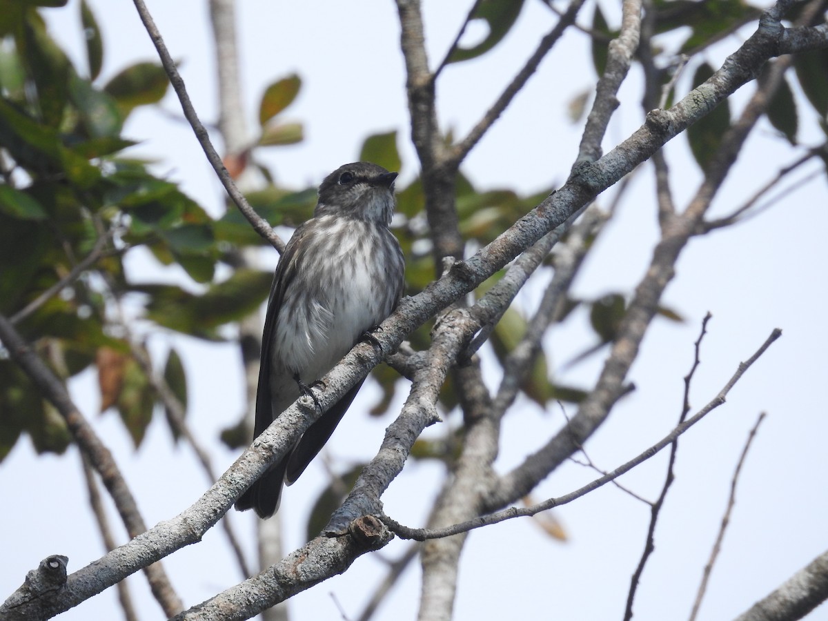 Gray-streaked Flycatcher - ML637876599