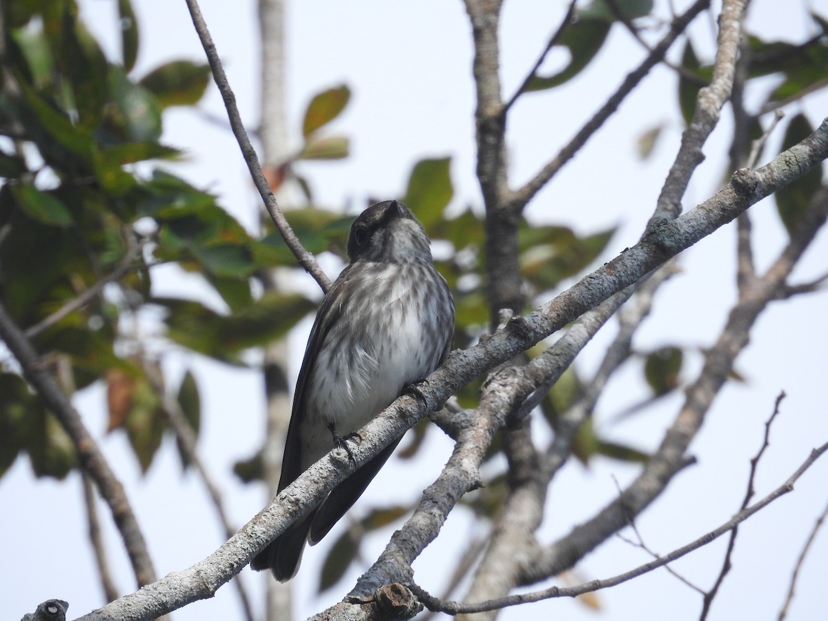 Gray-streaked Flycatcher - ML637876601