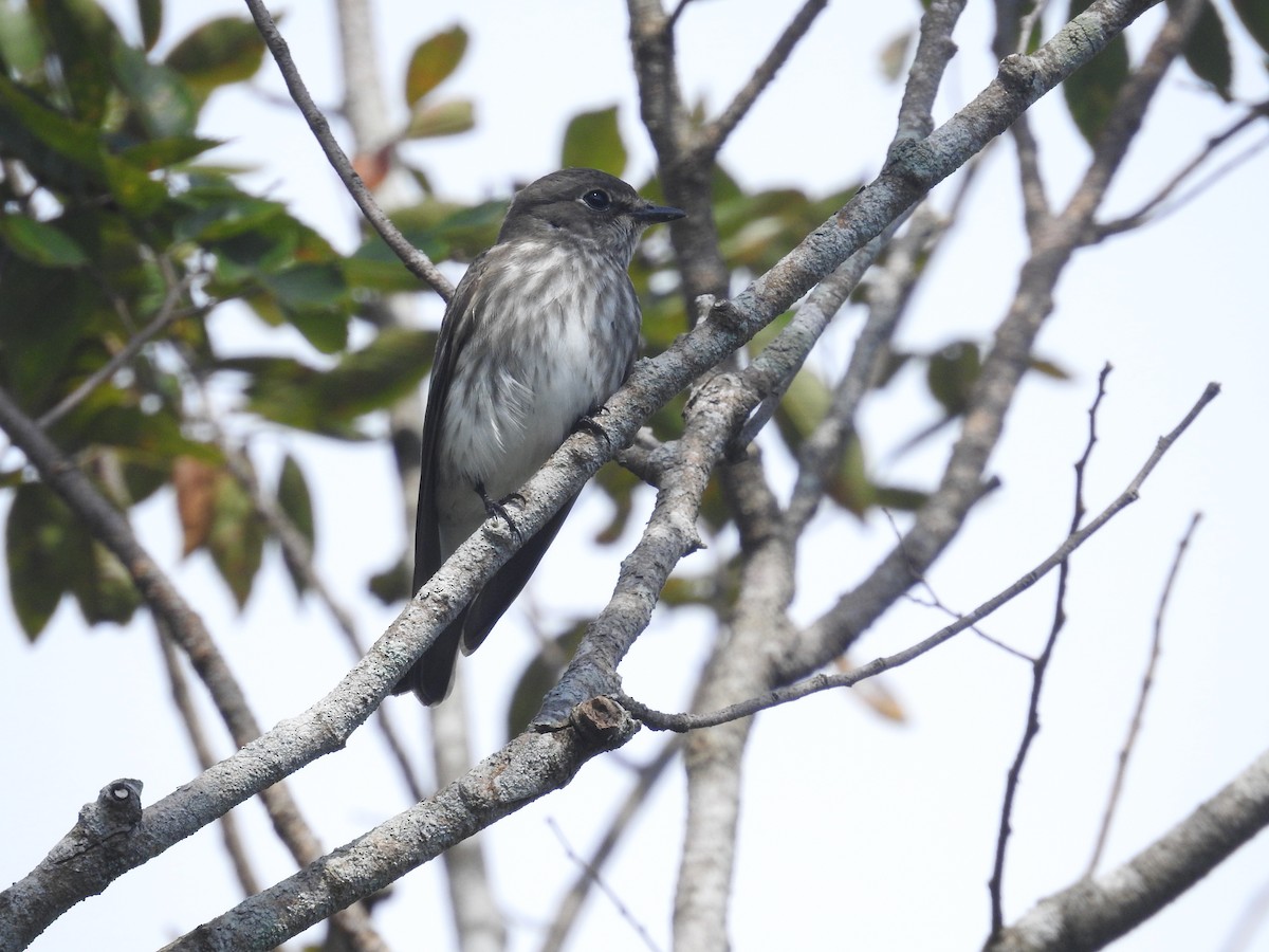 Gray-streaked Flycatcher - ML637876603