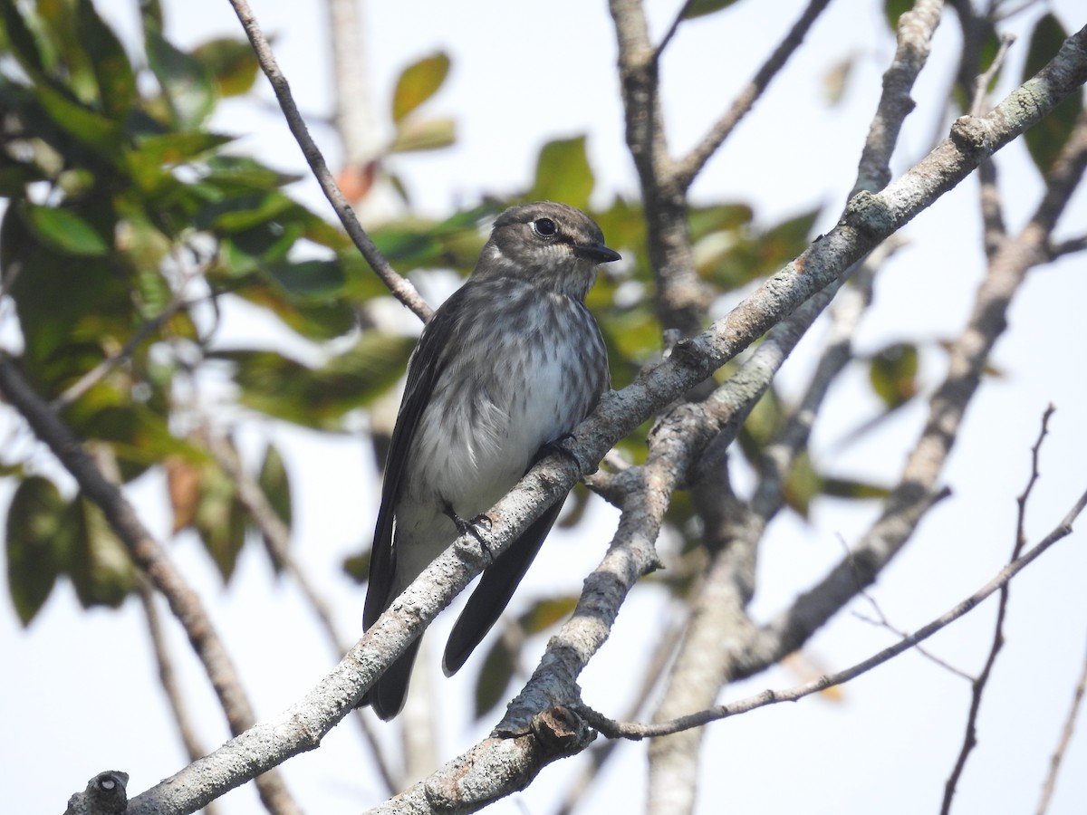 Gray-streaked Flycatcher - ML637876604