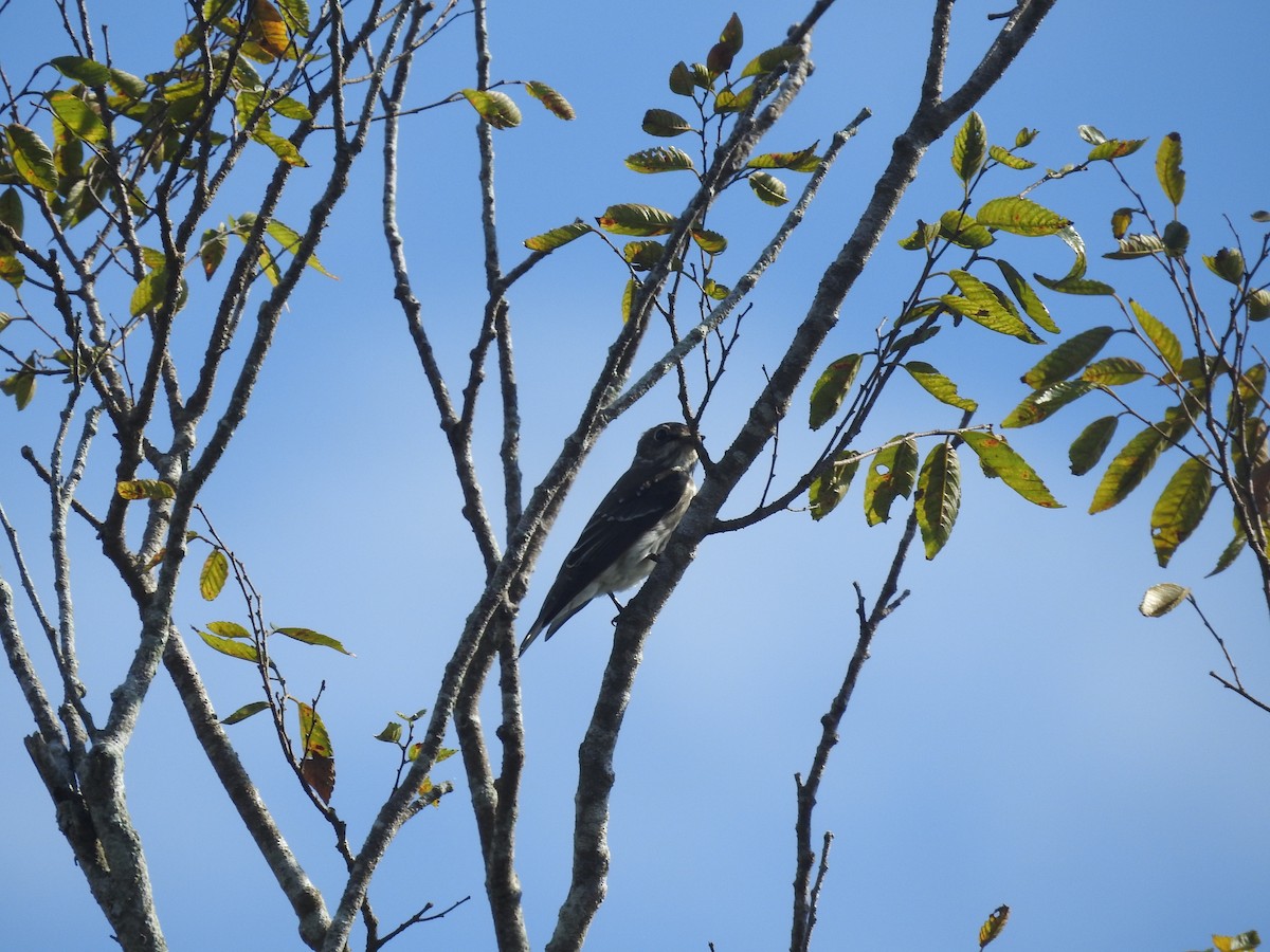 Gray-streaked Flycatcher - ML637876605
