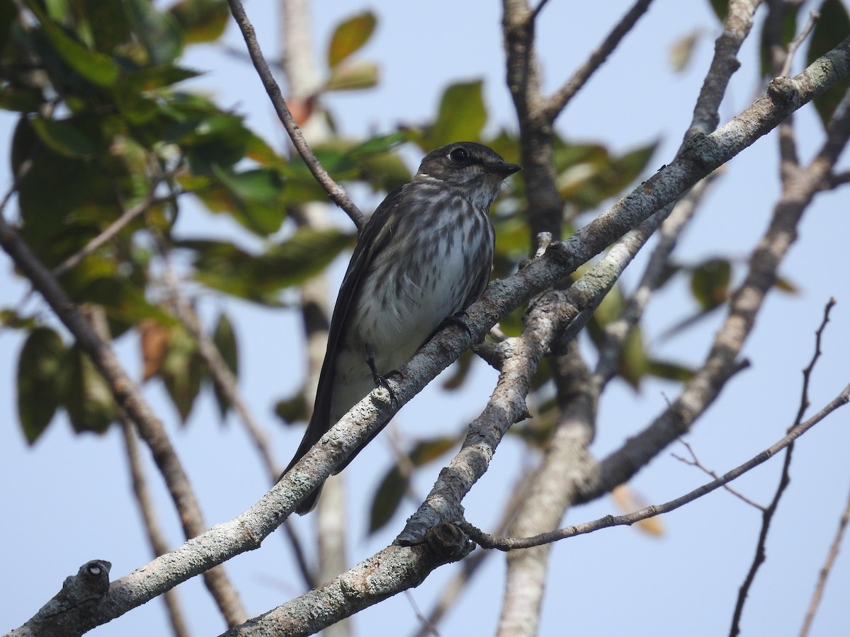 Gray-streaked Flycatcher - ML637876606