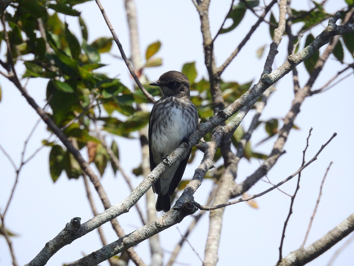 Gray-streaked Flycatcher - ML637876607