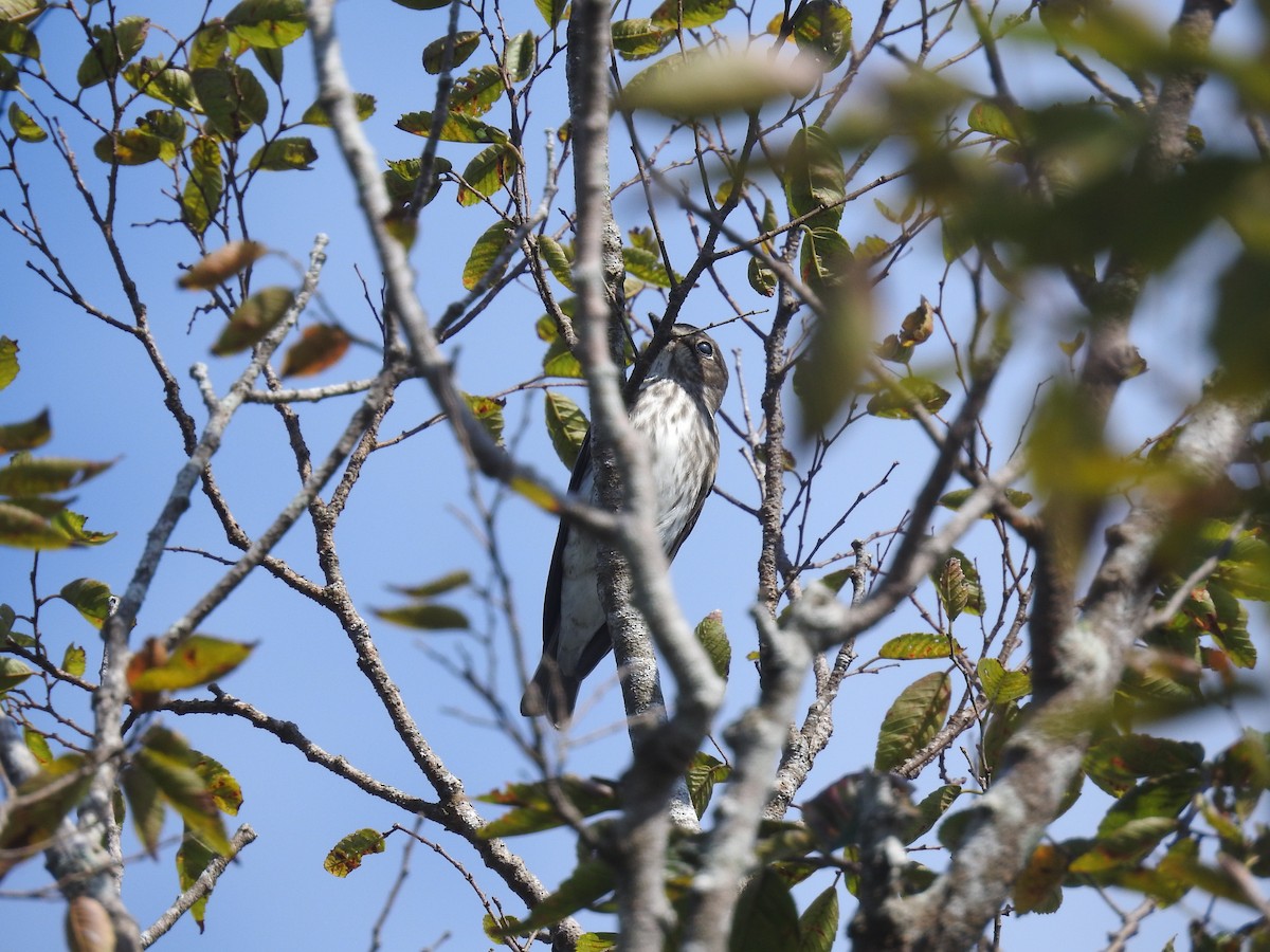 Gray-streaked Flycatcher - ML637876608