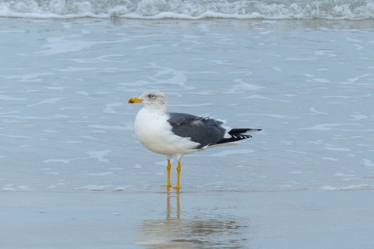 Мартин чорнокрилий - ML637876613