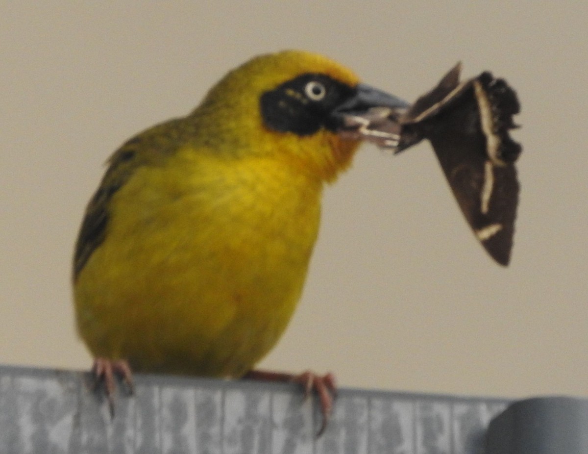 Baglafecht Weaver - ML637876637
