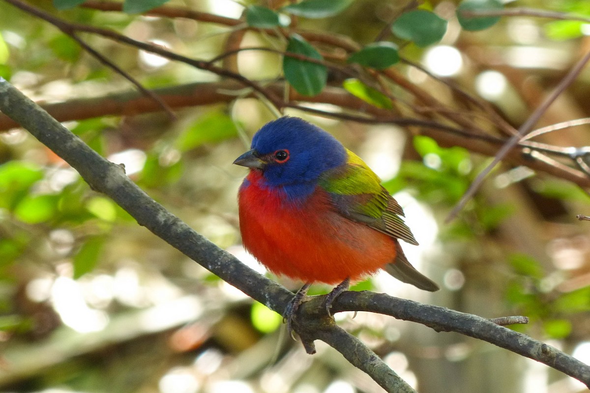 Скригнатка райдужна - ML637876639