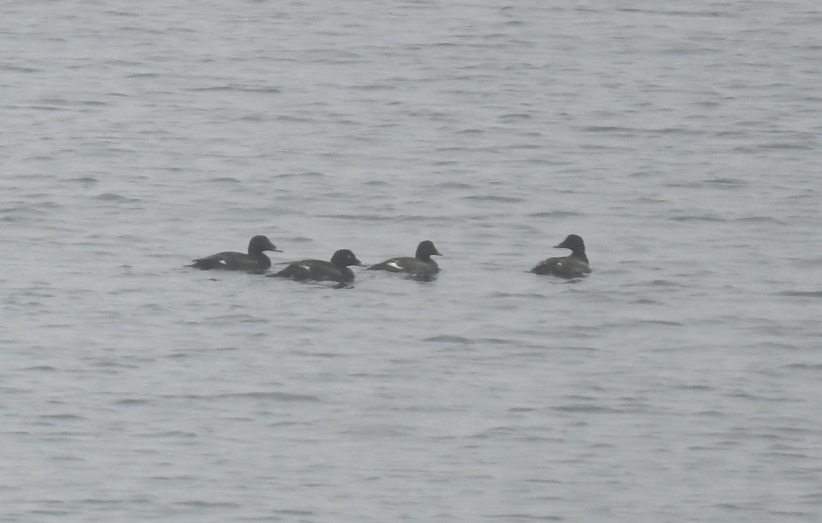 White-winged Scoter - ML637876647