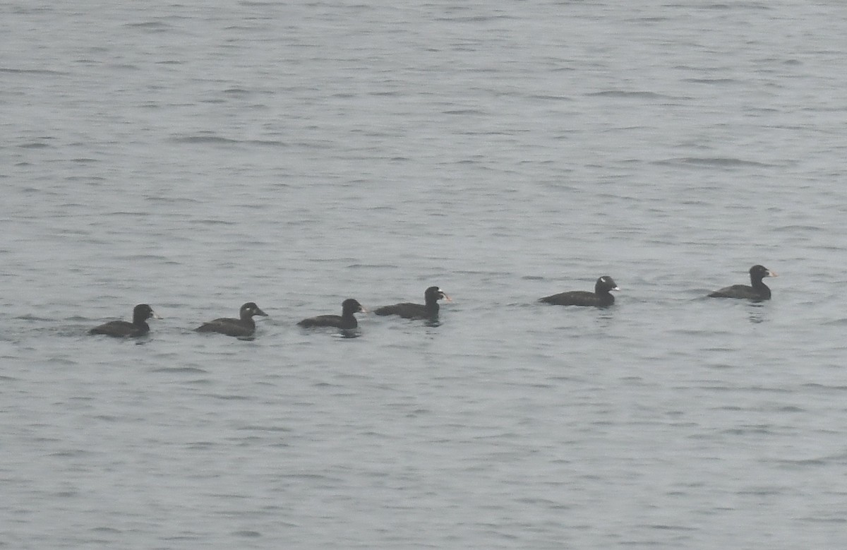 White-winged Scoter - ML637876648