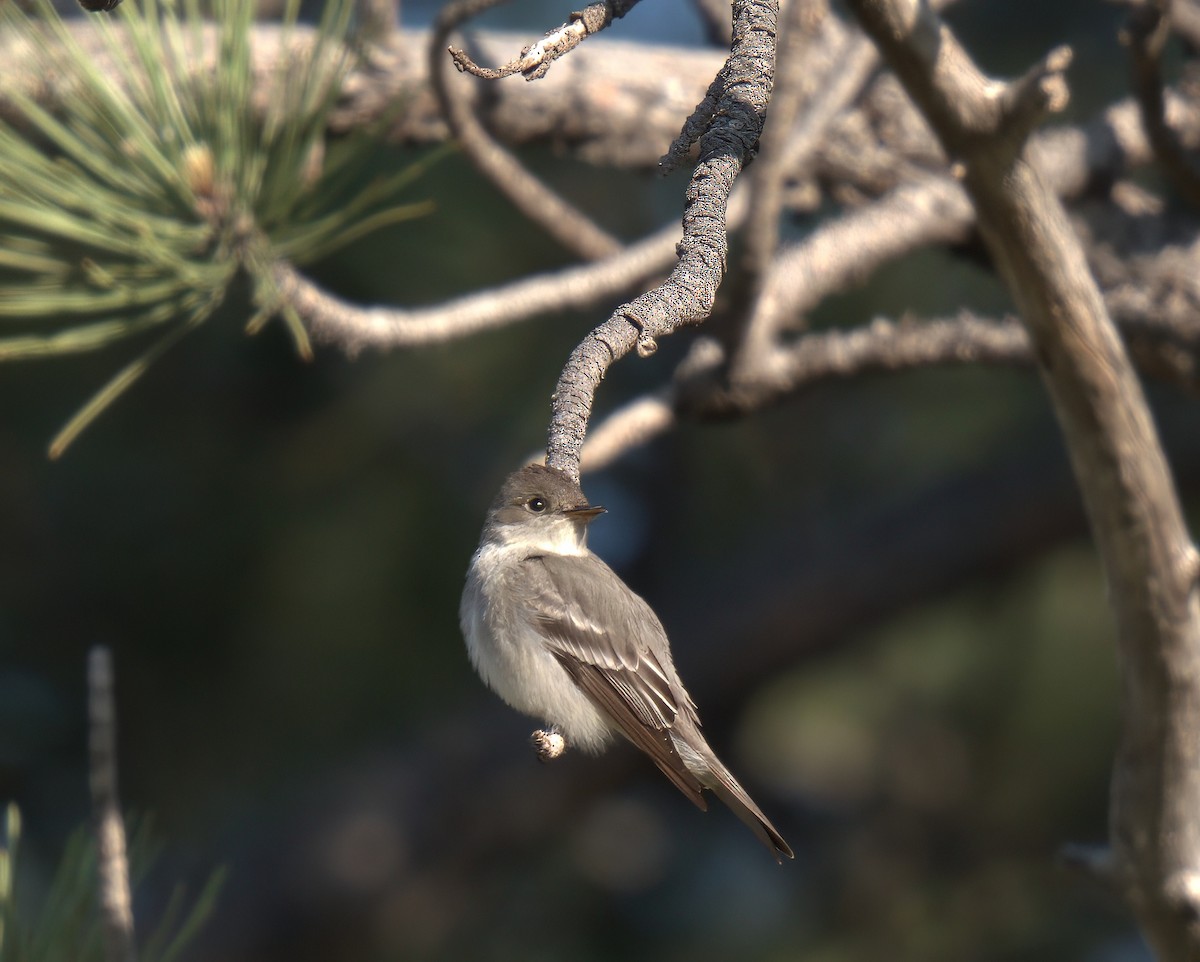 Western Wood-Pewee - ML637876677