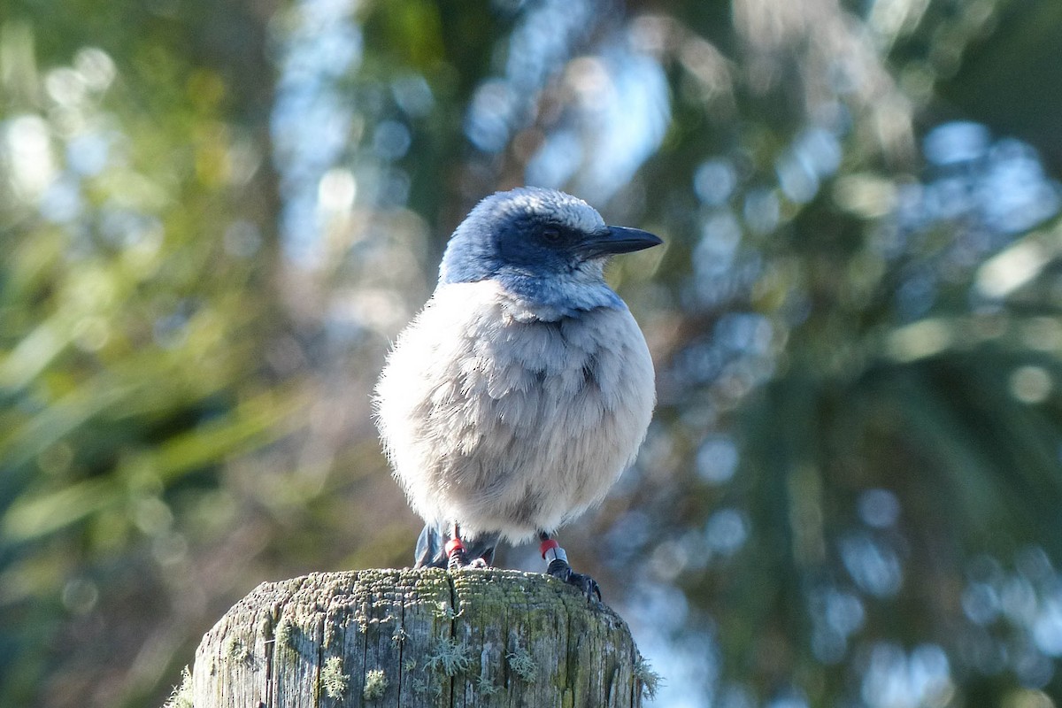 Сойка чагарникова - ML637876683
