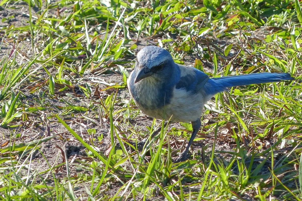 Сойка чагарникова - ML637876689