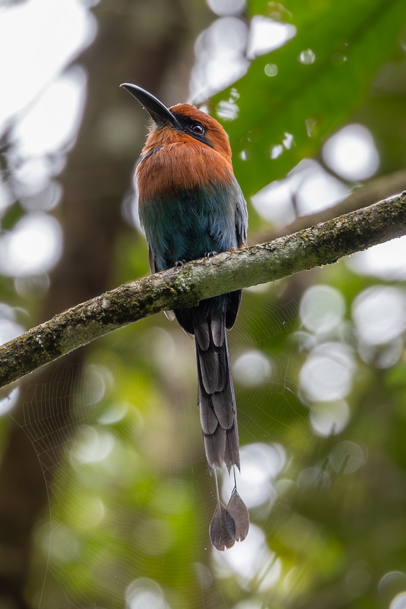 Broad-billed Motmot - ML637876693