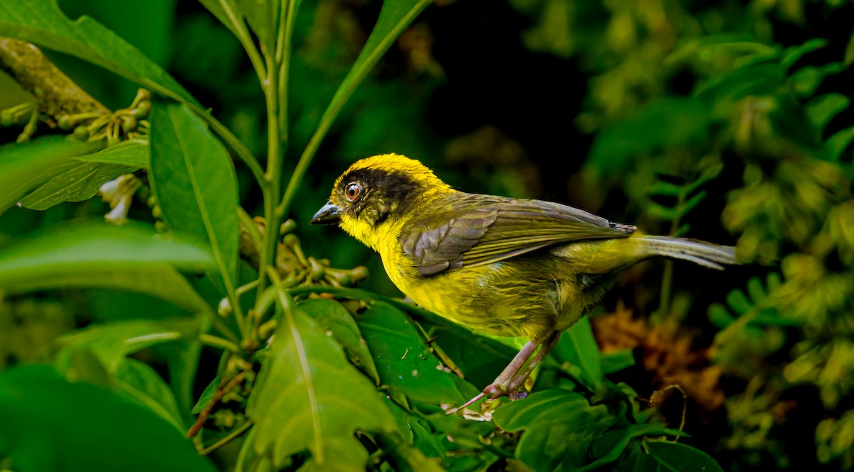 Choco Brushfinch - ML637876726