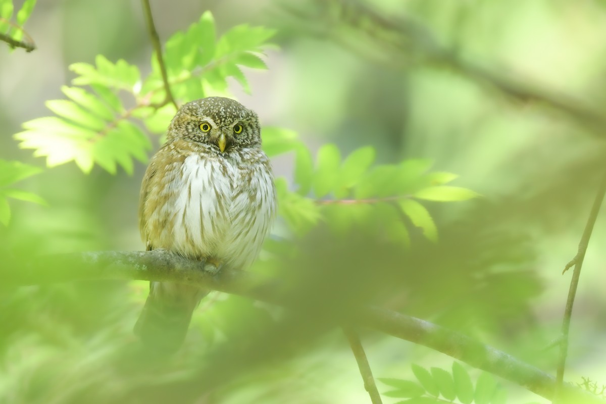 Eurasian Pygmy-Owl - ML637876730