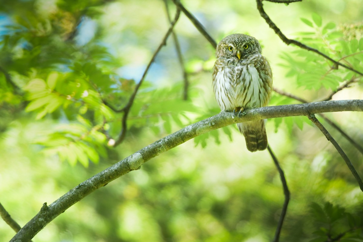 Eurasian Pygmy-Owl - ML637876742