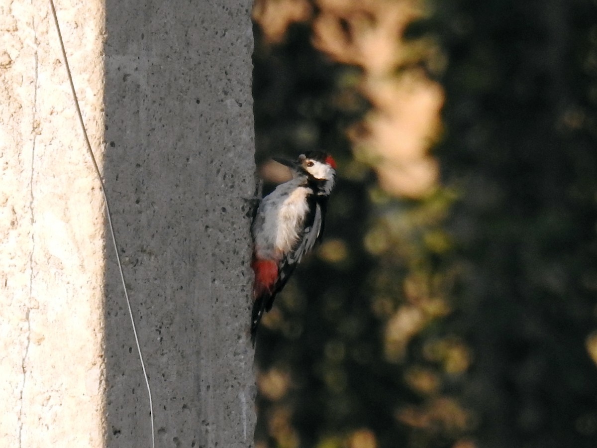 Syrian Woodpecker - ML637876750