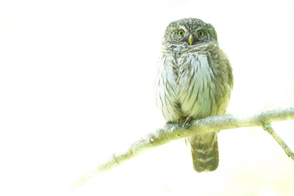 Eurasian Pygmy-Owl - ML637876753