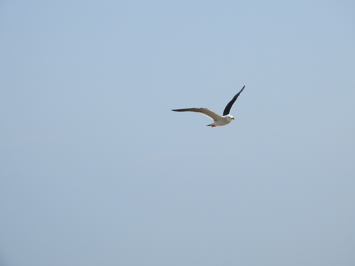 Belcher's Gull - ML637876764