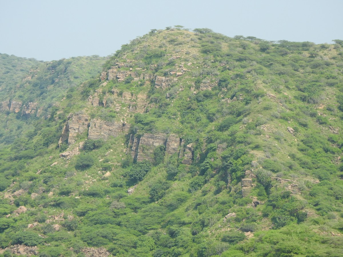 null - ML637876774