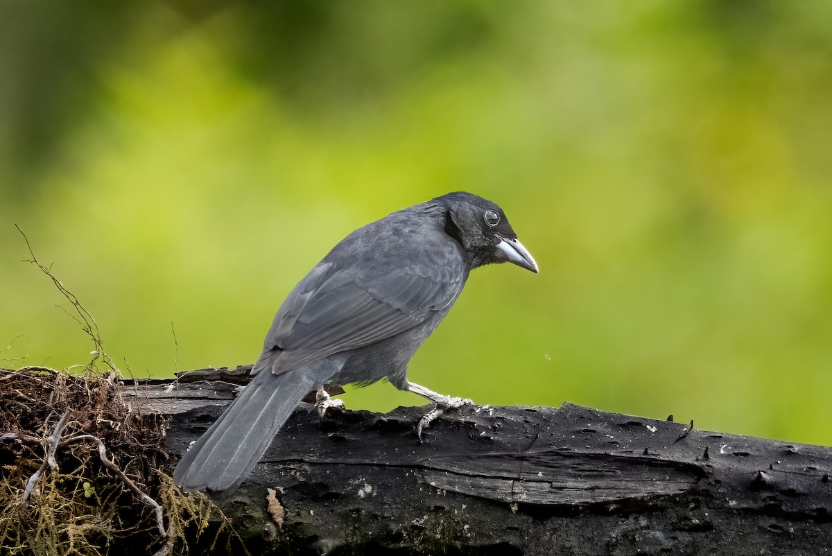 White-lined Tanager - ML637876787