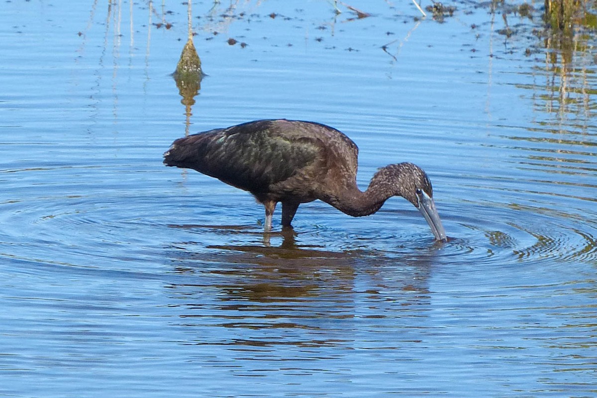 Коровайка бура - ML637876799