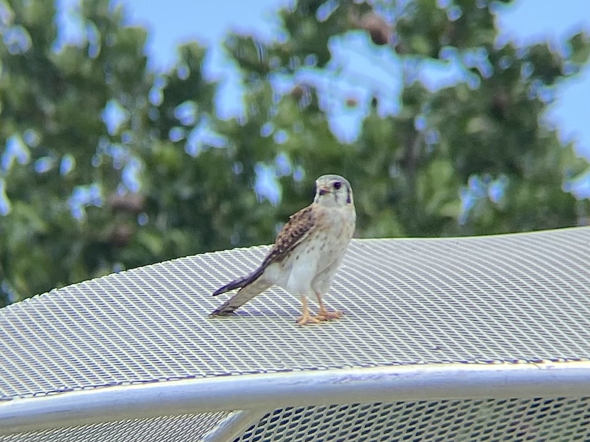 eBird Checklist - 21 Jun 2025 - Empty Lot along NE 17th St - 9 species