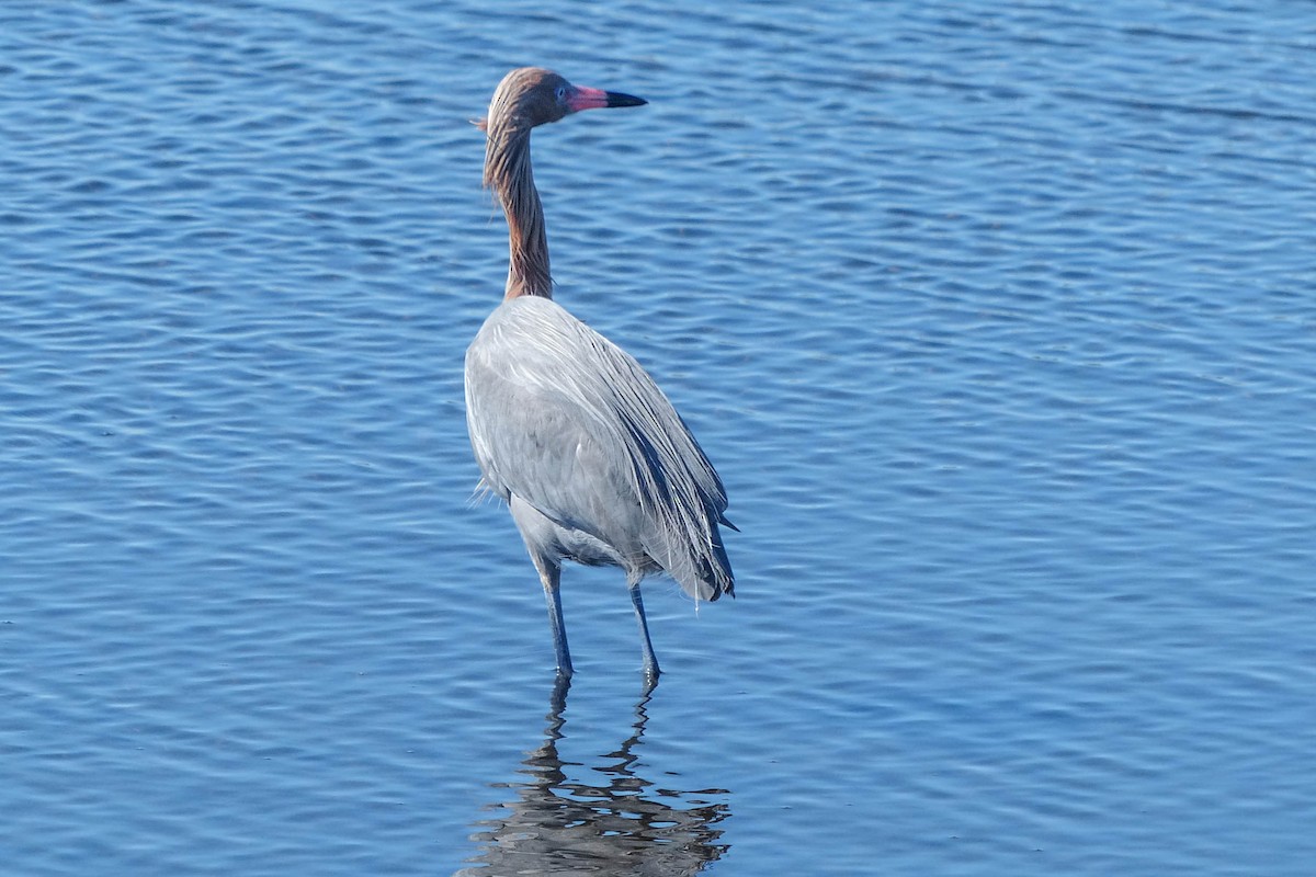 Чепура рудошия - ML637876820