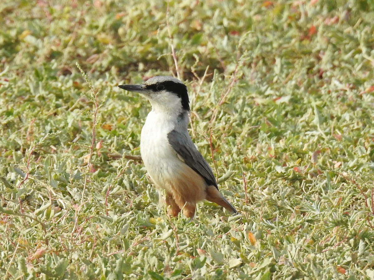 Eastern Rock Nuthatch - ML637876821