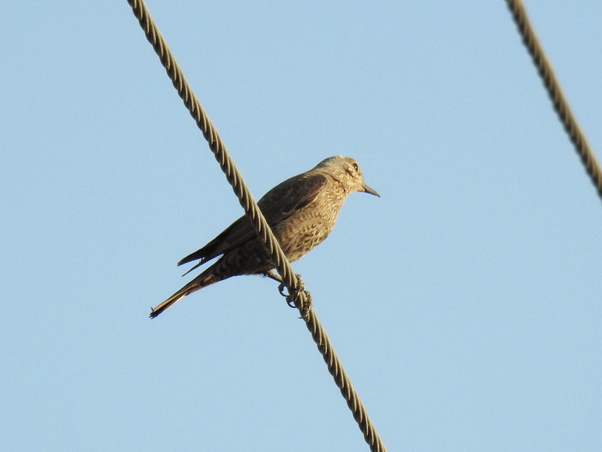 Blue Rock-Thrush - ML637876834