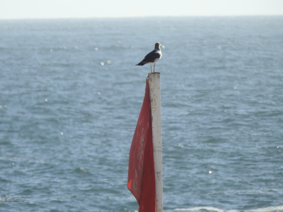 Belcher's Gull - ML637876838
