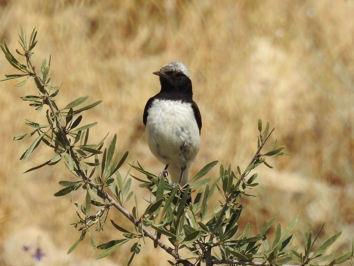 Finsch's Wheatear - ML637876855