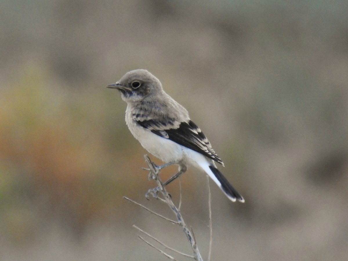 Finsch's Wheatear - ML637876856