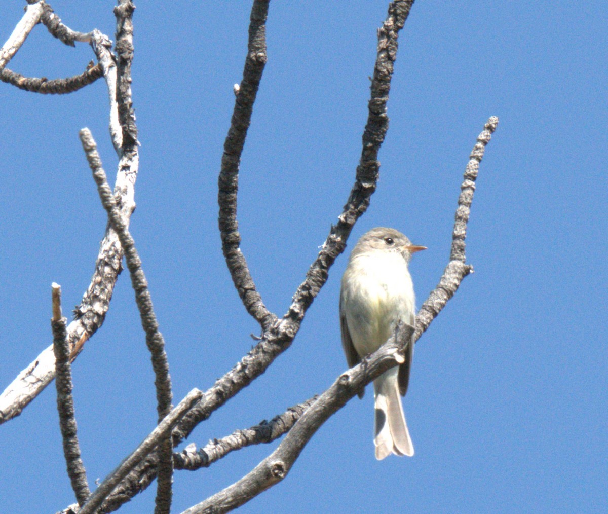 Dusky Flycatcher - ML637876864